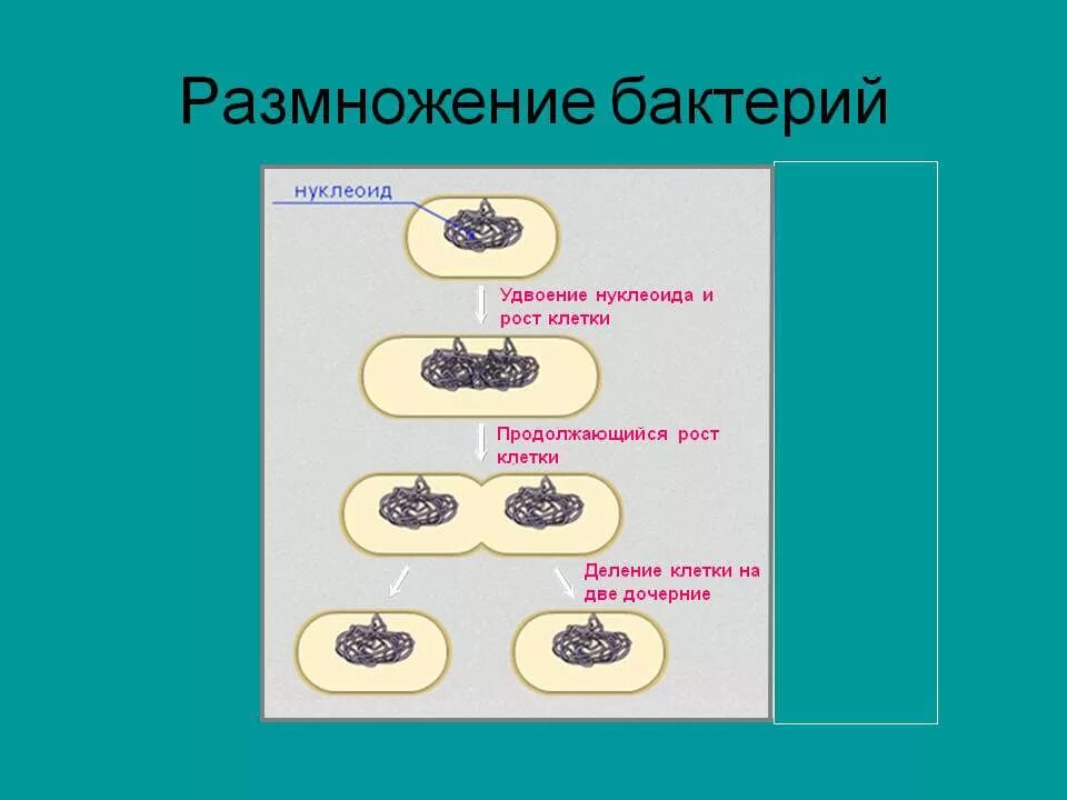 Простым делением клеток размножаются. Этапы размножения бактериальной клетки. Рост и размножение бактерий микробиология схема. Схема деления бактериальной клетки. Деление бактерий размножение.