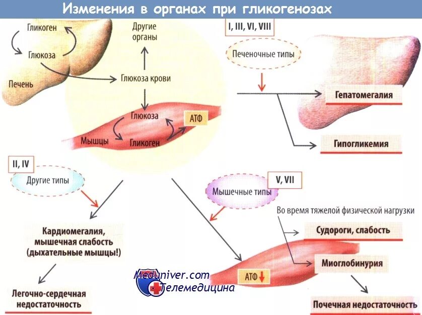 Печень организма углеводы. Гликоген в печени. Функции гликогена в печени. Гликоген в мышцах. Роль гликогена в печени.