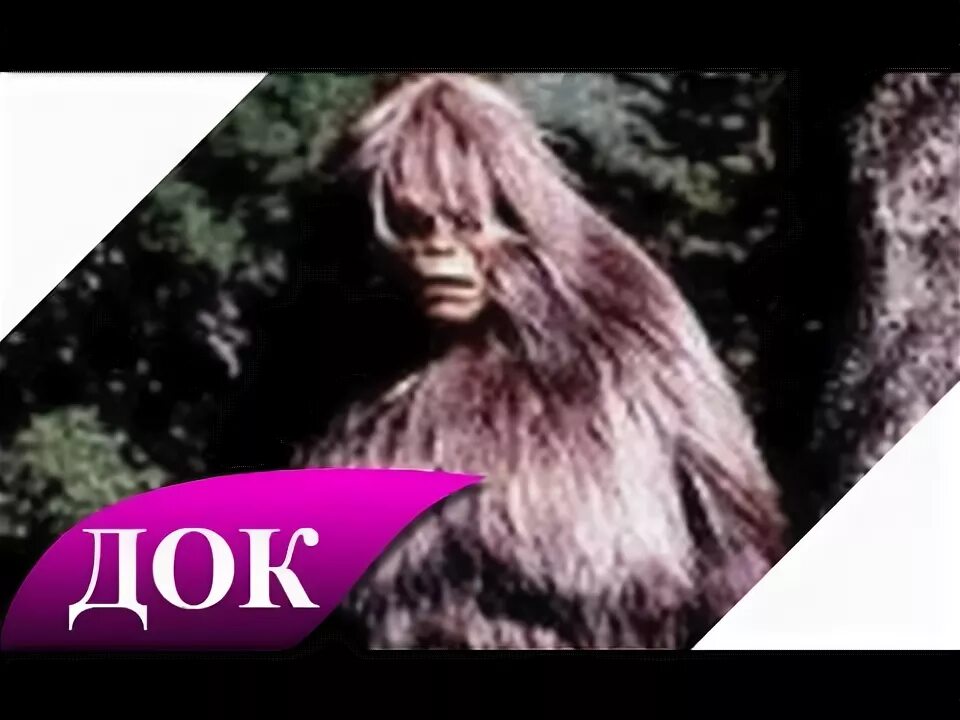 Снежный человек свидетельства очевидцев. Снежный человек свидетельства очевидцев. Снежный человек свидетельства. Снежный человек свидетельства очевидцев. Снежный человек.