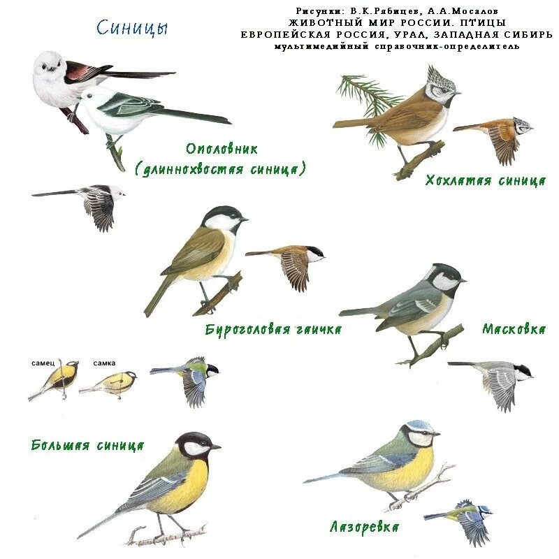 Птицы россии список. Синица в воде. Виды синичек. Синицы виды и названия. Виды синиц с картинками.