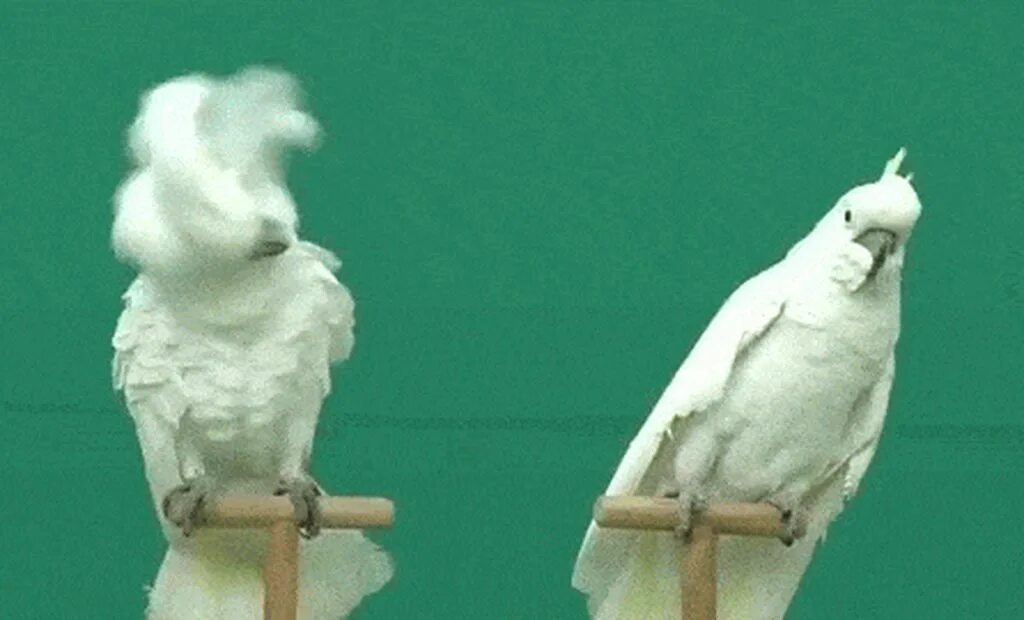 Танцующий какаду. Попугай какаду. смешные попугаи. попугай gif. гифки с попугаями.