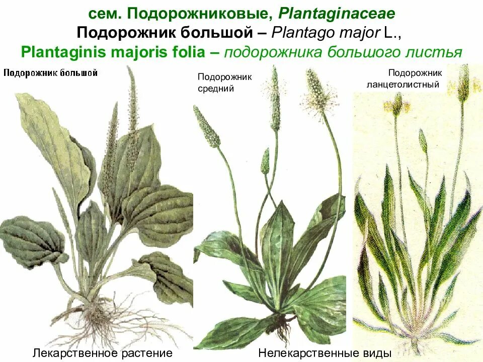 Подорожник описание листа. Подорожник большой (Plantago Major). Подорожник ланцетолистный, ланцетовидный.. Подорожник Псиллиум Plantago ovata. Подорожник ЛРС.