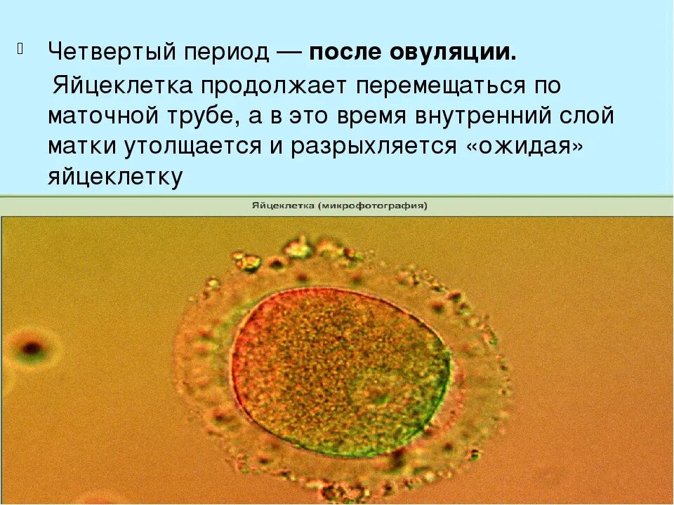 Куда девается яйцеклетка если нет трубы. Яйцеклетка после овуляции. яйцеклетка живет после овуляции. движение яйцеклетки после овуляции. размер яйцеклетки человека.