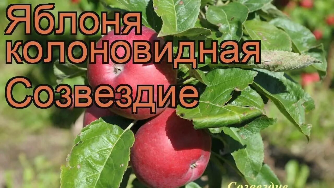 Яблоня каскад описание сорта. Сорт яблони созвездие колоновидная. яблоня короновиднаясозвездие. яблоня созвездие колоновидная описание сорта. яблоня колонновидная созвездие описание сорта.