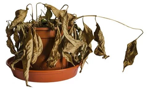 Dry plants