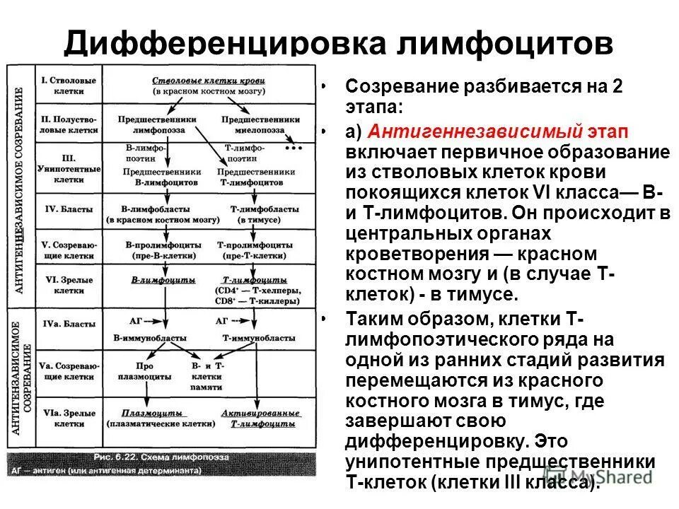 Созревание иммунных клеток. Антигеннезависимая дифференцировка т-лимфоцитов схема. Стадии дифференцировки b-лимфоцитов. Схема антигеннезависимой дифференцировки лимфоцитов. Схема дифференцировки т и в лимфоцитов.