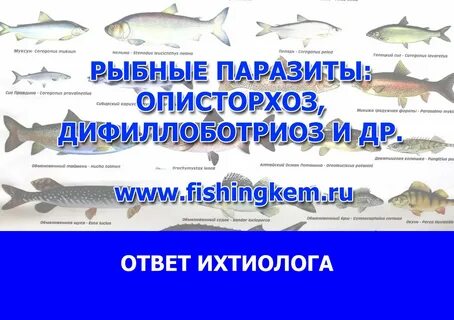 Дифиллоботриоз клинические рекомендации