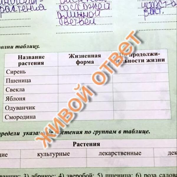 Сколько в жизни плодоносит тюльпан. Сколько в жизни плодоносит тюльпан
