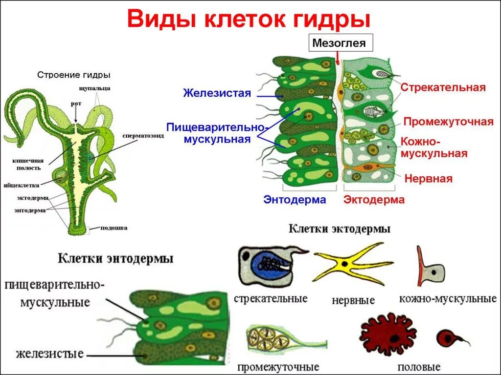 Гидра Пресноводная строение клетки. Строение клеток энтодермы гидры. Клеточное строение гидры строение и функции клеток тела гидры. Клеточное строение гидры пресноводной.