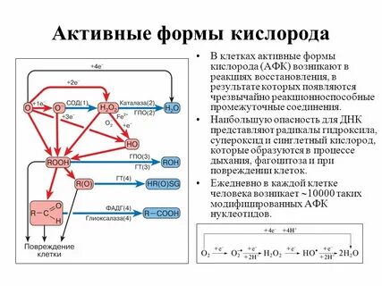 Активная форма кислорода в организме
