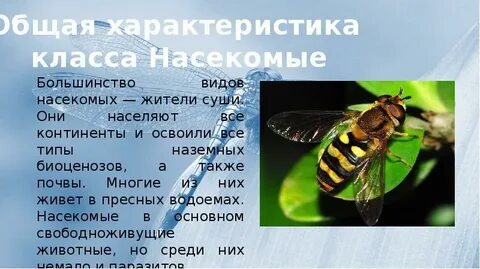 Вывод класс насекомые