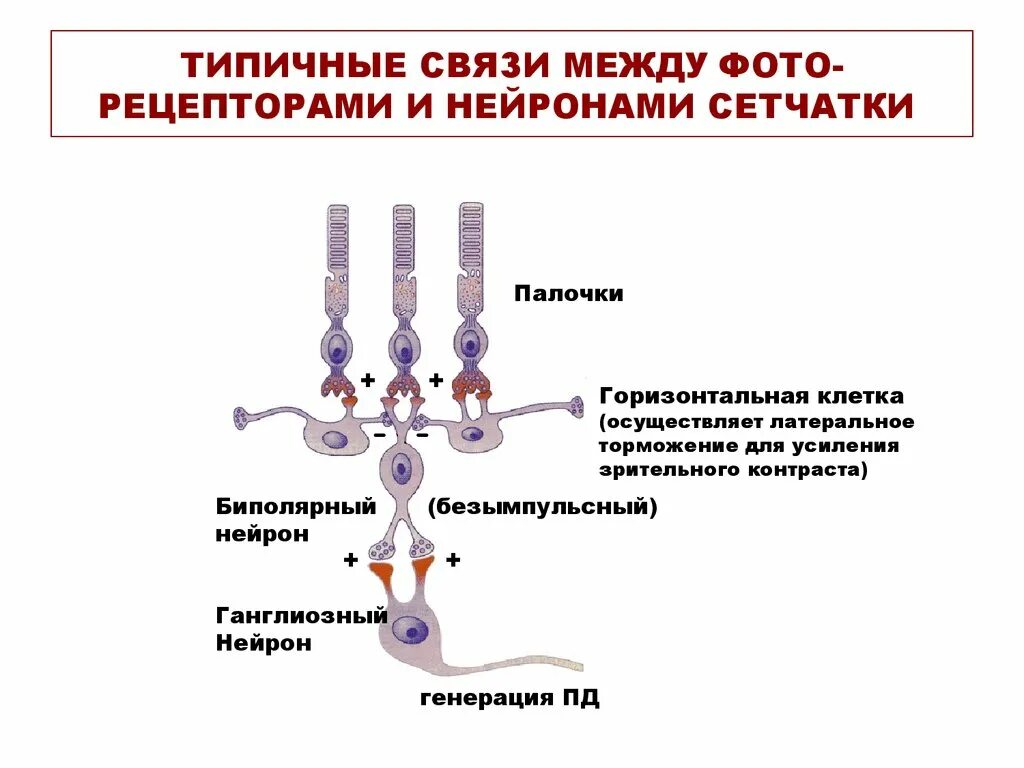 Осуществляет связь между нейронами какой нейрон. Латеральное торможение в сетчатке. Связь между нейронами. Латеральное торможение нейронов сетчатки осуществляют. Как осуществляется связь между нейронами.