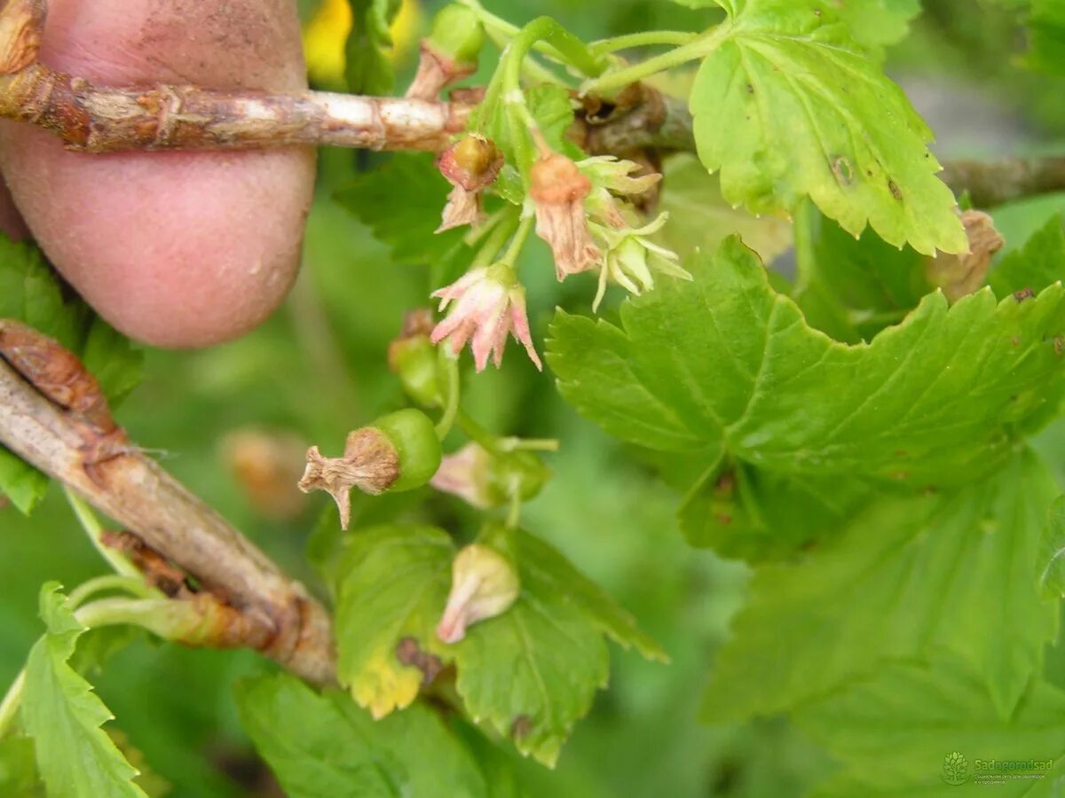 Схема подкормки чёрной смородины. Образуется у смородины. Образуется у смородины. Витамины в черной смородине. Строение листа смородины.