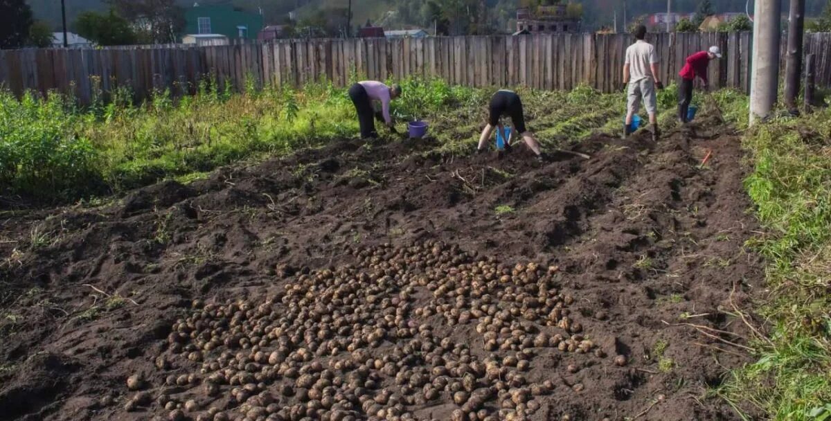 Когда в августе 2025 года копать картошку