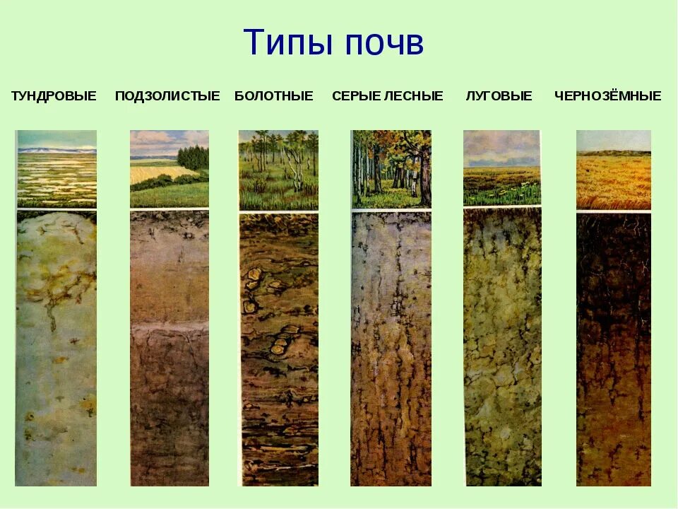 Порядок почв с севера на юг. Дерново-подзолистые почвы осадки. Типы почв чернозем подзолис. Типы почв в России подзолистые. Характеристика почвы дерново подзолистые почвы.