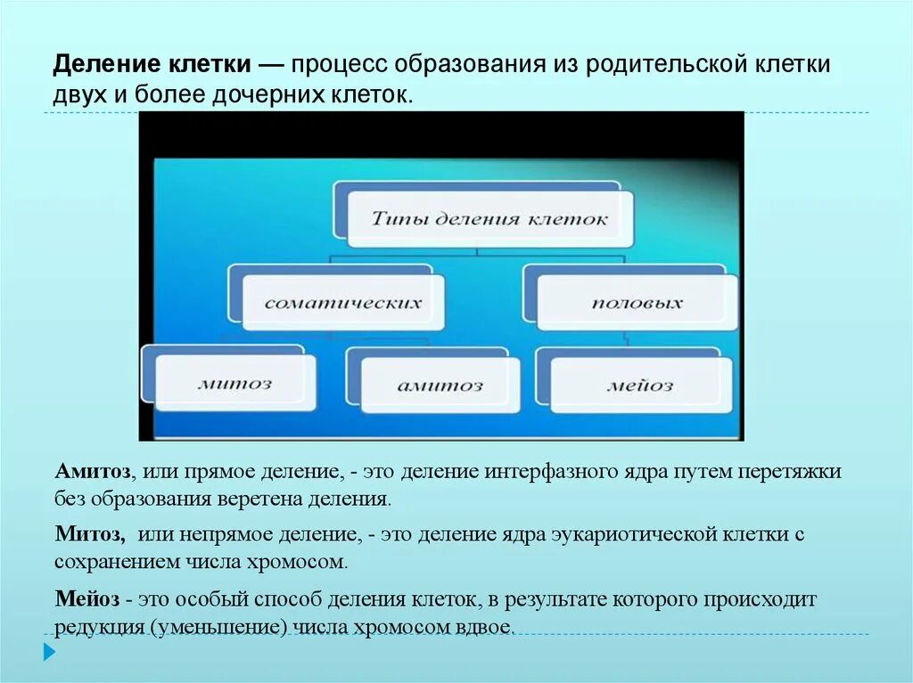 Процесс образования из родительской клетки двух и более. Процесс образования из родительской клетки 2 и более дочерних клеток. Процесс деления клетки. Деление родительской клетки