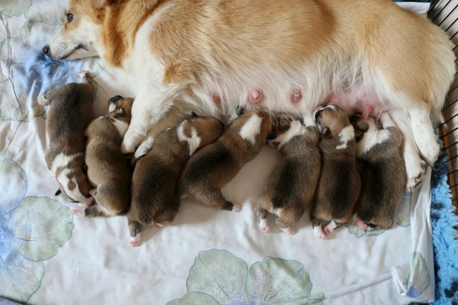 Щенки только родились. Новорожденные щенки вельш корги пемброк. Новорожденные щенки корги пемброк. Новорожденные щенки вельш корги. Щенок вельш корги новорожденный.