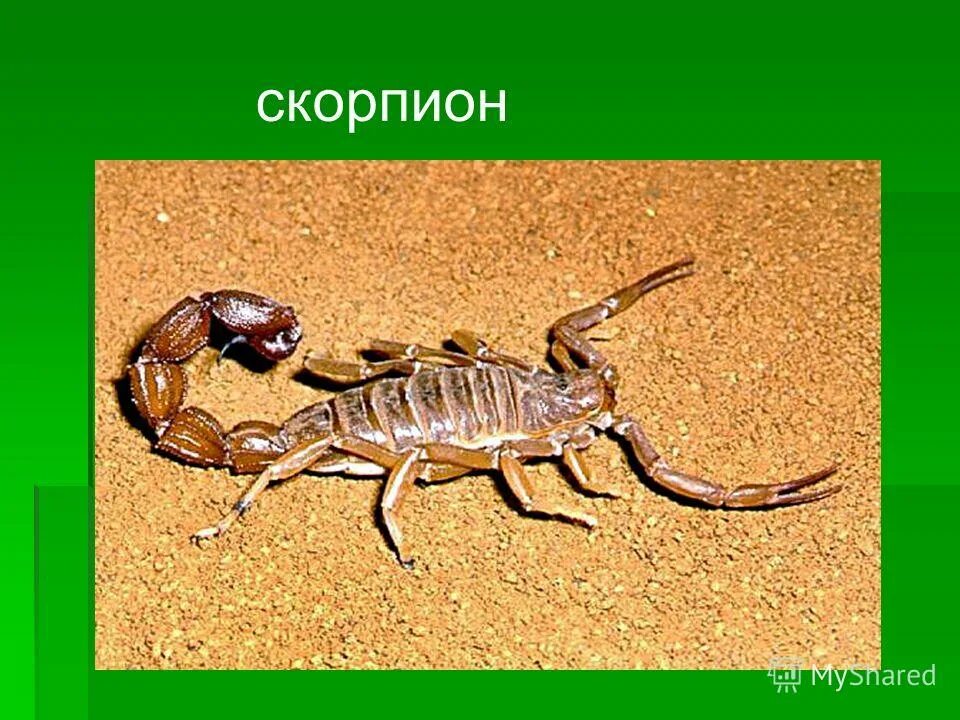 скорпион рожденный в год собаки. скорпион в год быка женщина. скорпион собака женщина. 9 миф скорпион. коза скорпион.