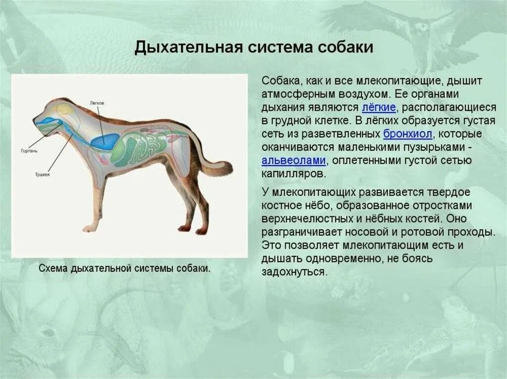 Физиологические состояния животных. Анатомия дыхательных путей собаки. дыхательная система млекопитающих 7 класс. строение и функции дыхательной системы животных. система органов дыхания собаки легкие.