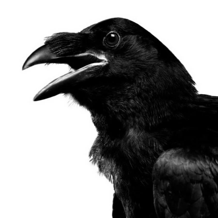 Белая ворона арт. Ворон арт. Кричащий ворон. Ночь ворона. Ворон на плече у человека.