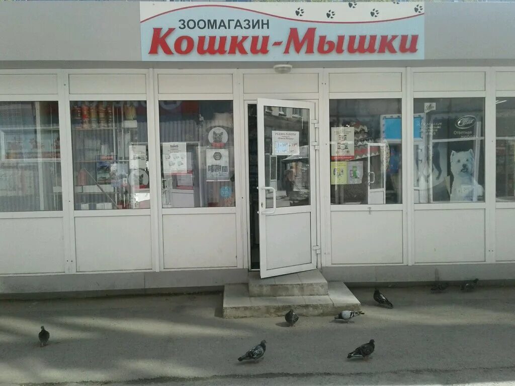 пропал белый кот. кошки потерянные и найденные нижний тагил. гостиница для кошек в нижнем новгороде. лба кошка нижний тагил. кошки нижний тагил.