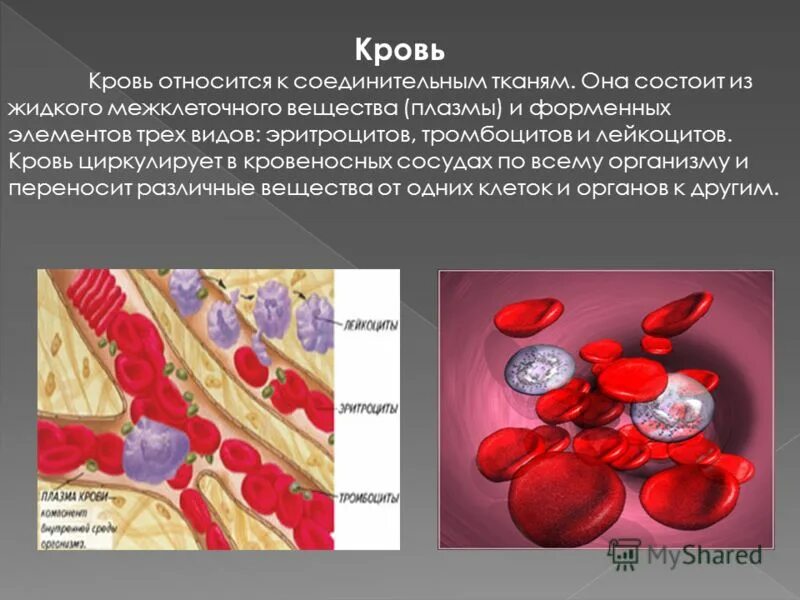 К плазме крови относятся. Кровь относят к тканям. Эритроциты соединительная ткань. Кровь соединительная ткань. Кровь жидкая соединительная ткань.