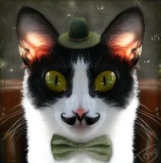 Мистер коте