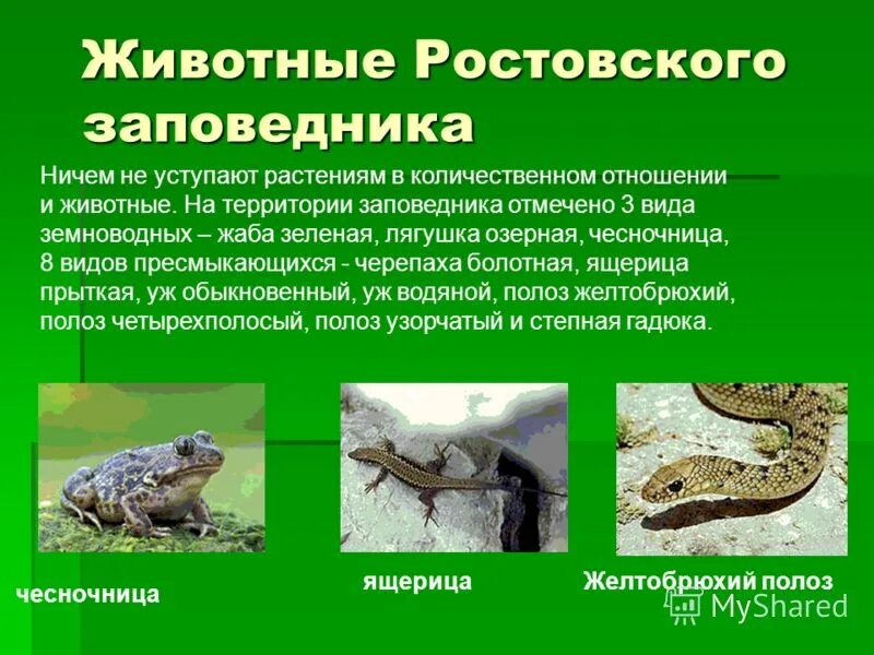 презентация пресмыкающиеся челябинской области. охраняемые пресмыкающиеся. класс пресмыкающиеся. охраняемые пресмыкающиеся 7 класс. примыкающие и земноводные.