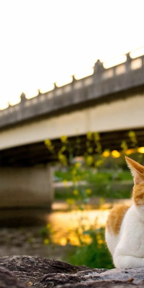 Cat most