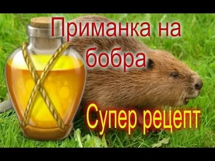 Как сделать приманку на бобра
