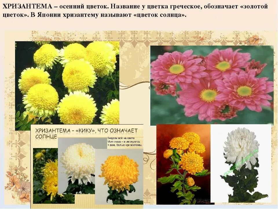 Хризантема описание. Хризантема мелкоцветковая комнатная. Описание цветка хризантема. Хризантема на языке цветов. Легенды об осенних цветах.