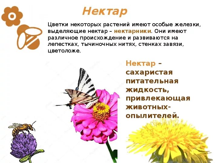 Выделение нектара. Нектар цветов схема. Где находится нектар в цветке. Цветы с нектаром названия. Что такое нектар 3 класс.