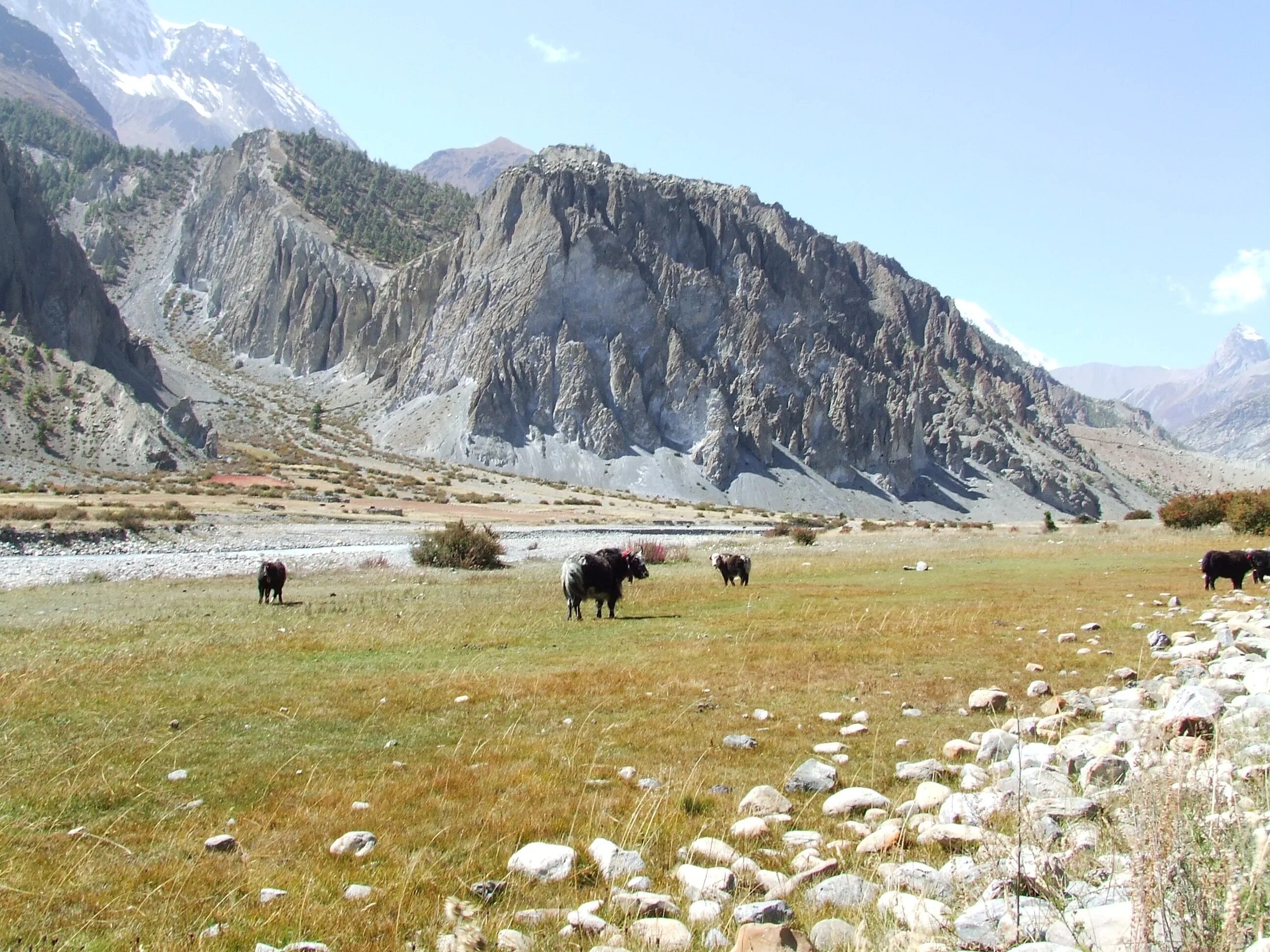 Як гора. Непальский як. Як гора. Национальный парк глейшер монтана животные. Тибет природа зима.
