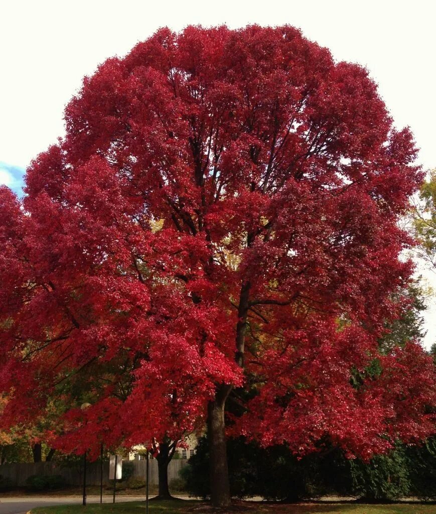 Клен остролистный Royal Red. Дуб красный Quercus rubra. Клен остролистный Кримсон Кинг. Клен остролистный "Royal Red" ("Роял ред"). Красные деревья названия и фото