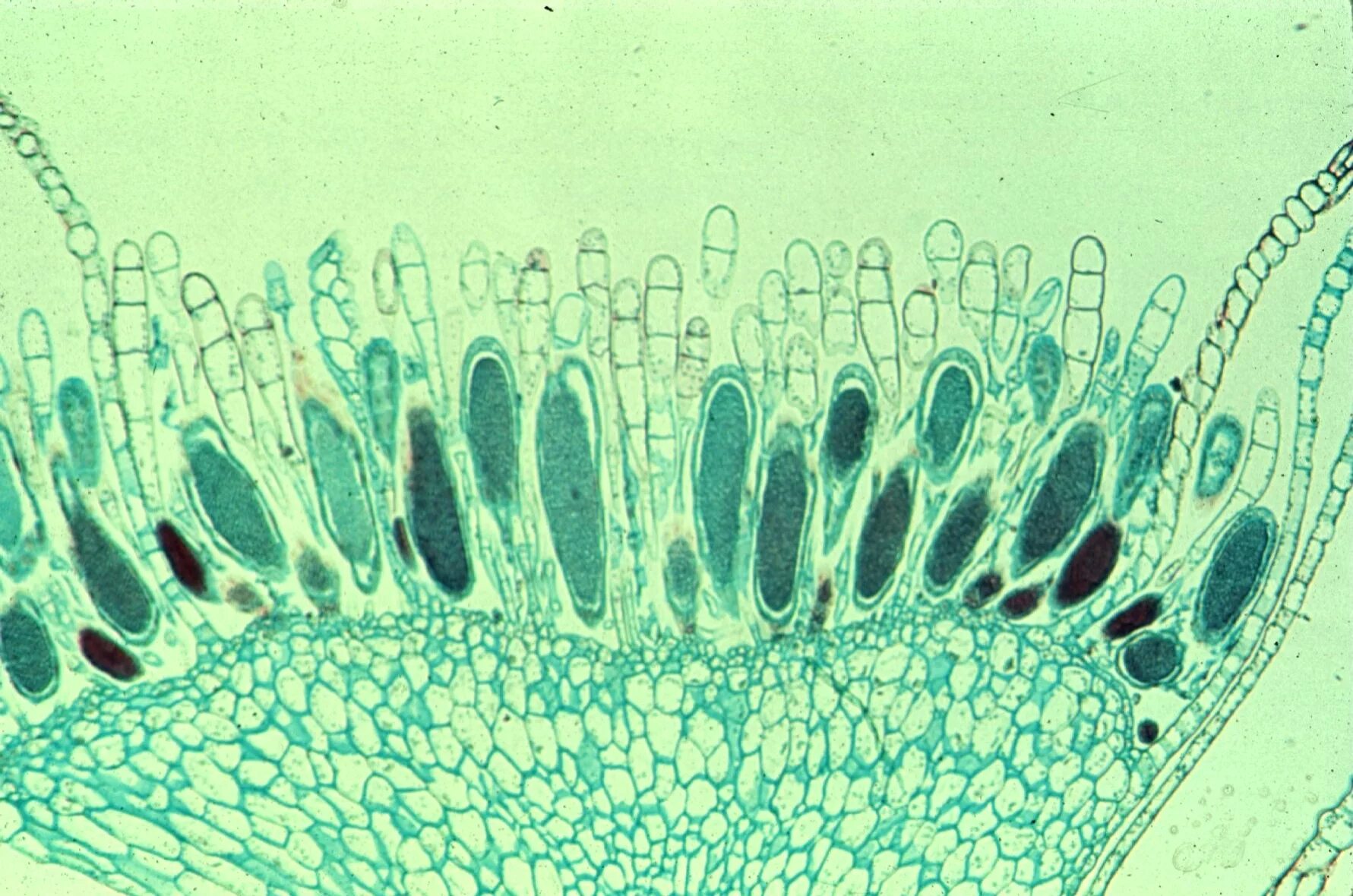 Деление клеток архегония. Антеридий оедогониума. Архегонии маршанции под микроскопом. Архегониофор. Антеридии мха.