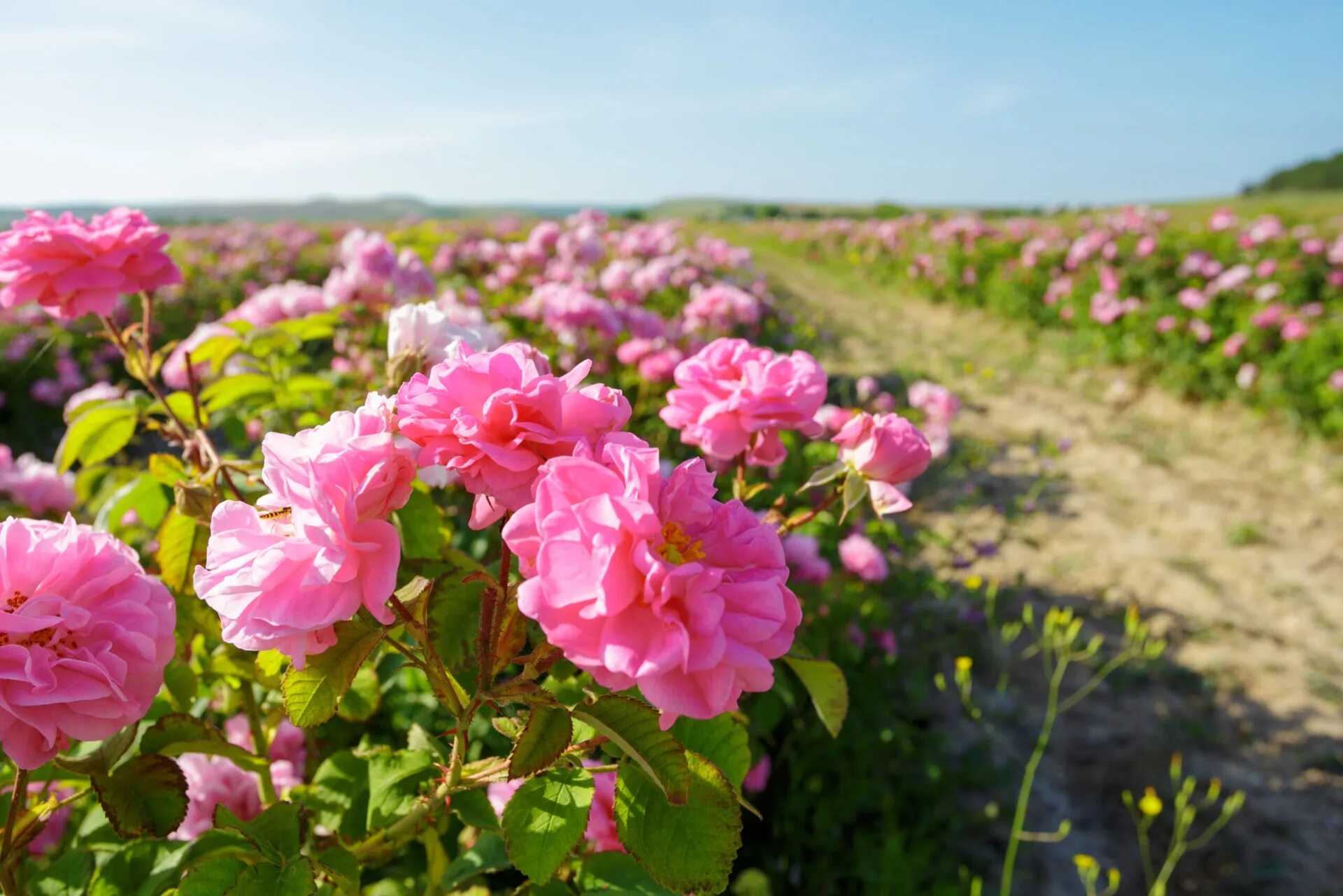 Что цветет в крыму розовым цветом. Тургеневка Долина роз Крым.