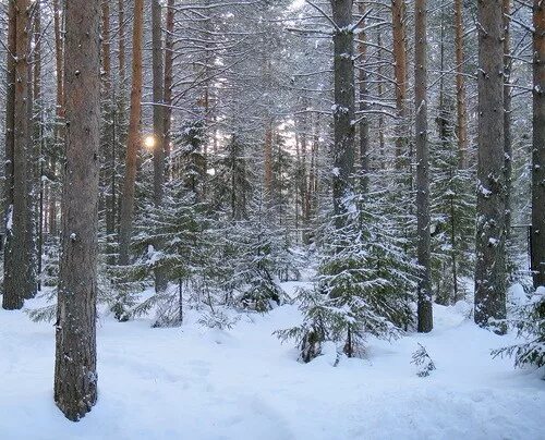 великий устюг лес зима. орловская роща великоустюгский район. шиленгский бор великоустюгский район. великий устюг зимой лес. великий устюг зимой лес.