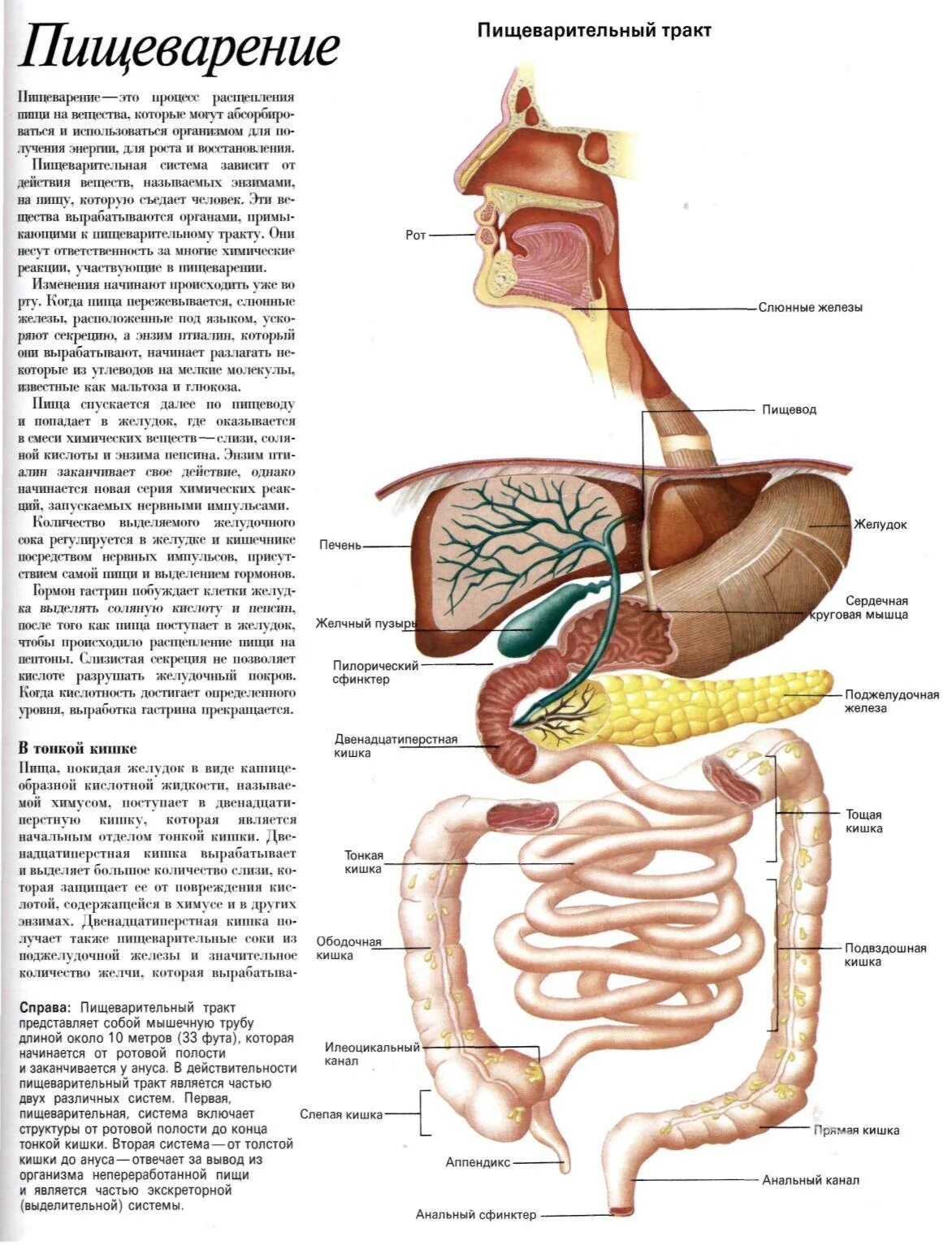 Пищеварительная система атлас анатомии. Анатомия пищеварительной системы человека атлас. Строение органов пищеварительного тракта. Анатомический атлас человека пищеварительная система человека схема.