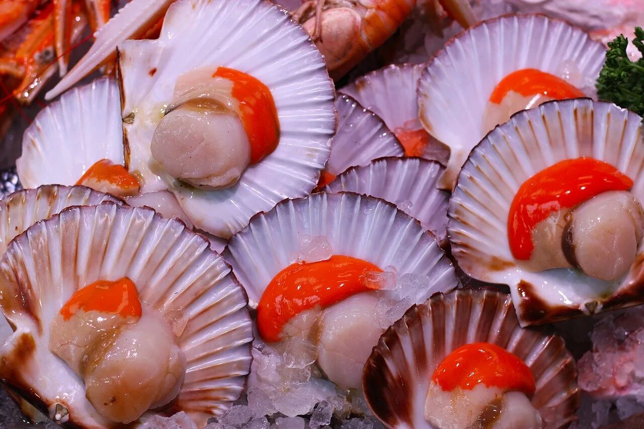 Ракушки с чесноком. Моллюск Королевский гребешок. Морской гребешок Дальневосточный. Морской гребешок Ракушка. Морской гребешок Scallops.