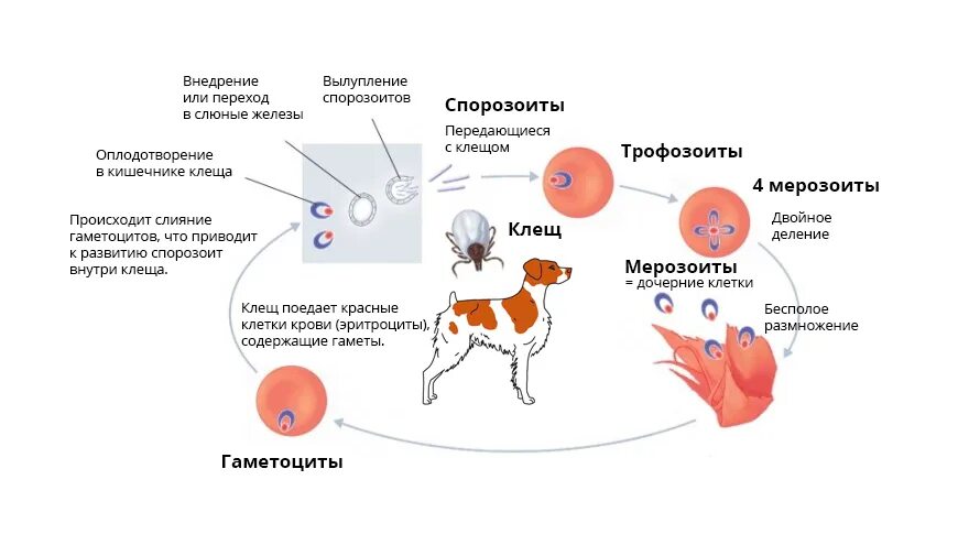 Клещи животные как размножаются. Пироплазмоз собак цикл развития. Бабезиоз собак жизненный цикл. Бабезиоз собак цикл развития. Пироплазмоз собак жизненный цикл.