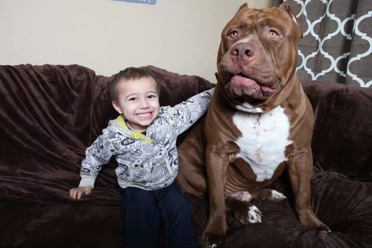 Люблю больших собак. Собака породы питбуль Халк. Самый большой питбуль в мире Халк. Халк собака питбуль Халк собака питбуль. Питбуль Халк самый большой питбуль в мире.