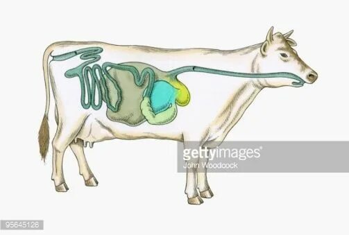 У каких животных короткий кишечник. Пищеварение коровы. Органы пищеварения коровы. Строение пищеварения коровы. Пищеварительная система коровы анатомия.