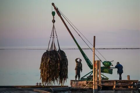 Белое море добыча