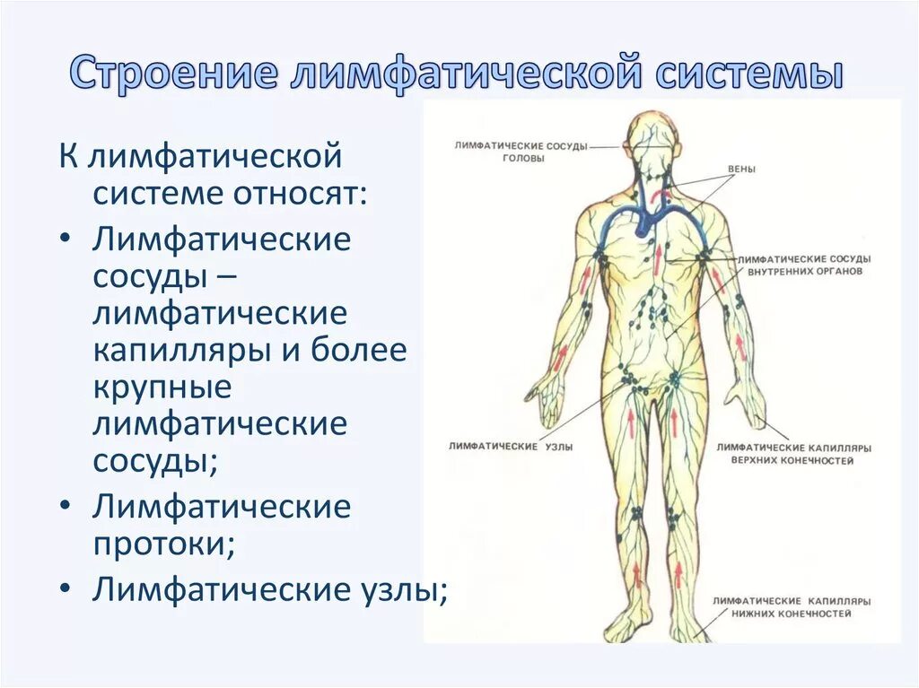 Их в организме человека. Лимфатическая система строение и функции человека анатомия. Лимфатическая система человека анатомия движение лимфы. Функции лимфатической системы схема. Схема лимфатических сосудов.