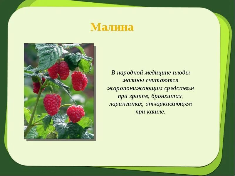 Морфология малина обыкновенная. Плод малины. Семена малины описание. У малины есть плод. Плод многокостянка.