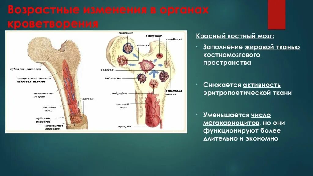 Где купить костные мозги. Костный мозг анатомия человека. Возрастные особенности красного костного мозга. Красный костный мозг анатомия. Красный костный мозг функция кроветворения.