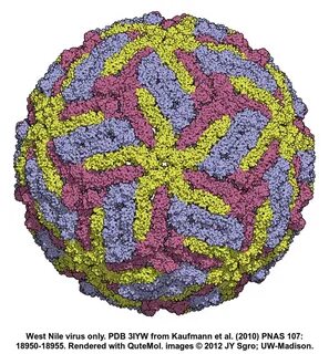 West nile virus