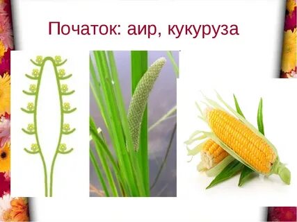 Кукуруза соцветие
