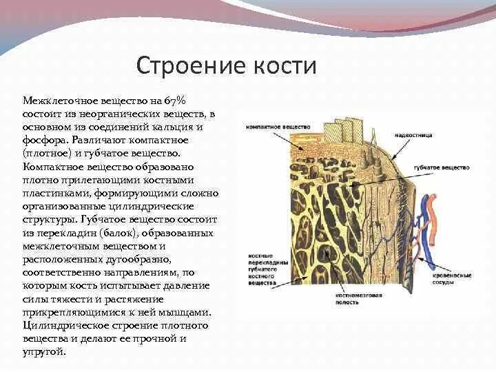 Состав костной ткани человека. Микроскопическое строение кости анатомия. строение компактного и губчатого вещества кости. строение кости кратко. состав и строение кости 8 класс.