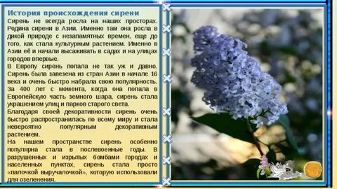 Значение сирени на языке цветов